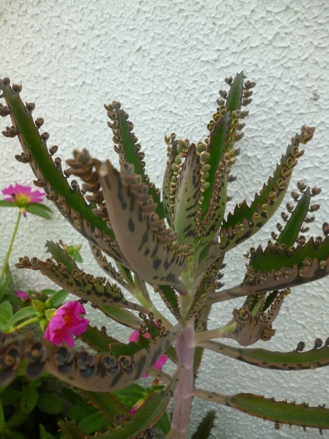 Planta mamă (Kalanchoe daigremontiana)