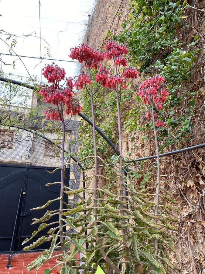 Planta mamă (Kalanchoe daigremontiana)