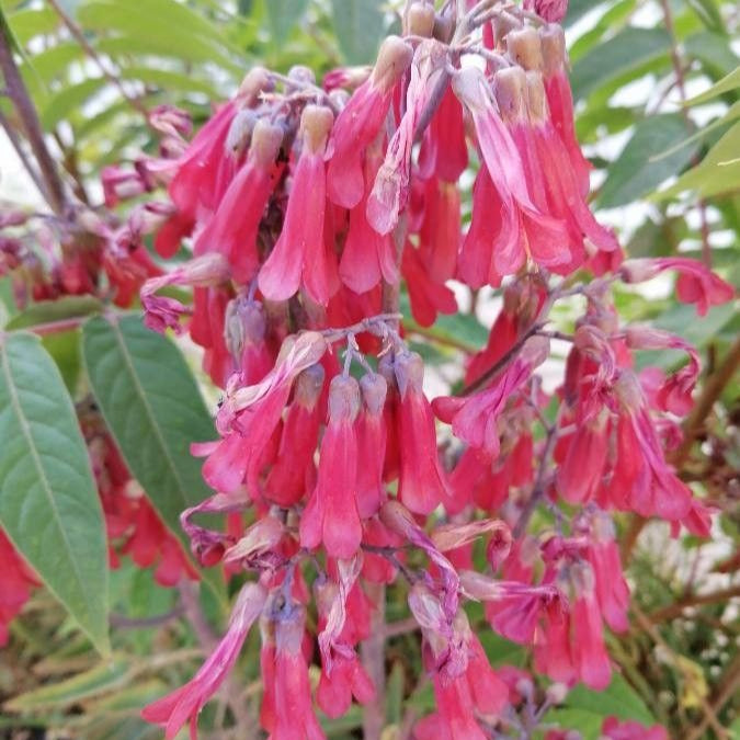 Planta mamă (Kalanchoe daigremontiana)