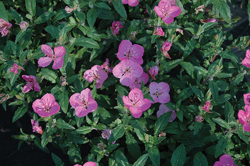 Primula de seară 'Glowing Magenta' (Oenothera kunthiana)