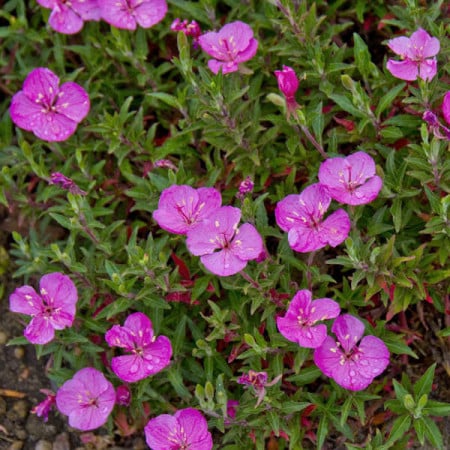 Primula de seară 'Glowing Magenta' (Oenothera kunthiana)