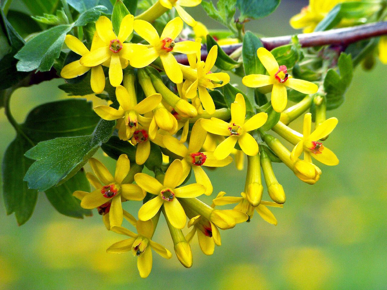 Agriș alb / Cuișoare (Ribes aureum) ( DISPONIBIL DIN PRIMĂVARA VIITOARE)