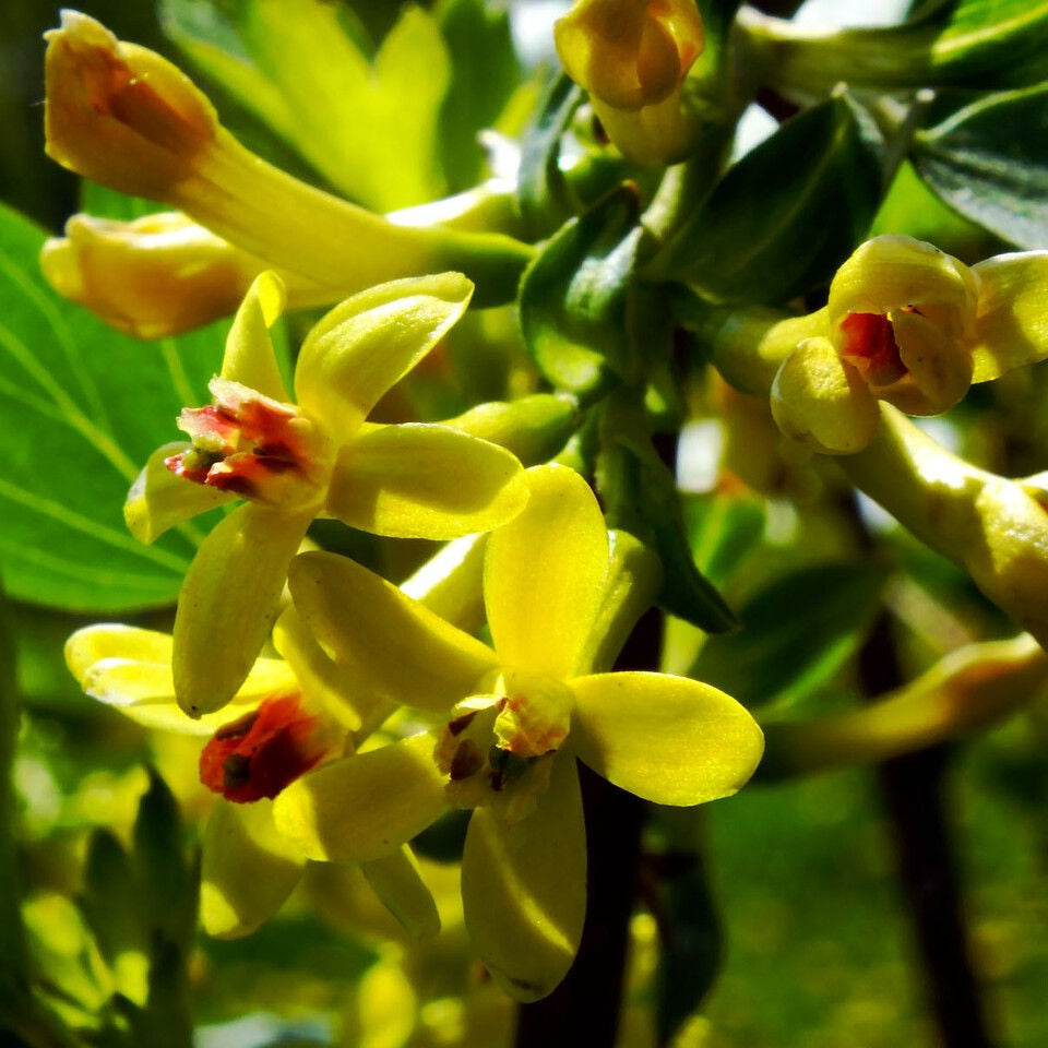 Agriș alb / Cuișoare (Ribes aureum)