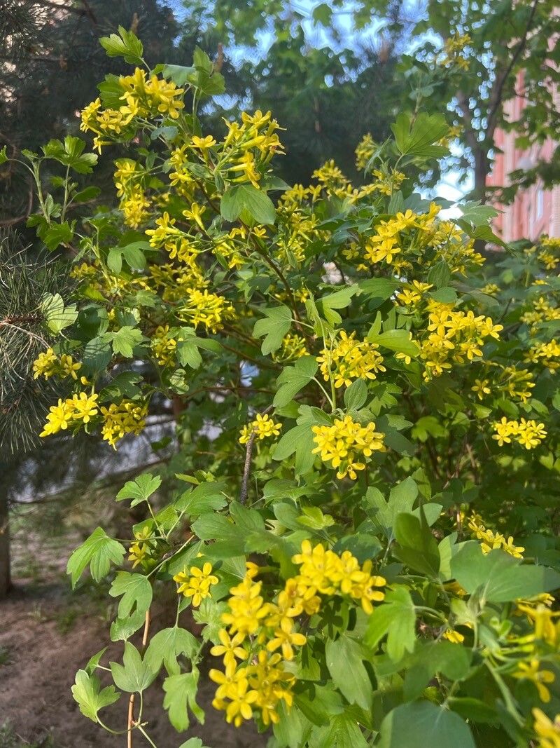 Agriș alb / Cuișoare (Ribes aureum)