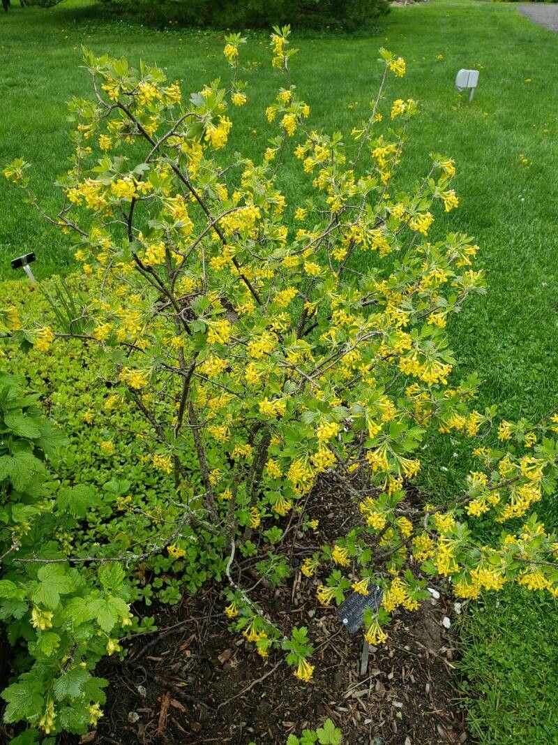Agriș alb / Cuișoare (Ribes aureum)