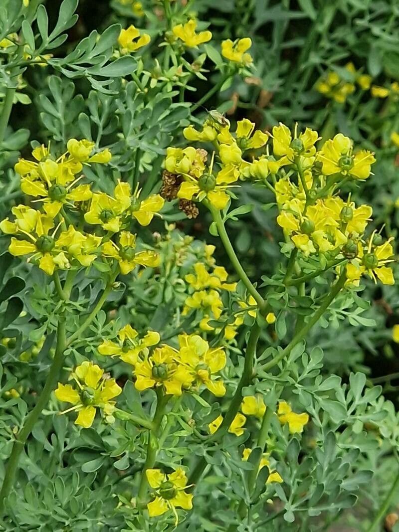Ruta de grădină (Ruta graveolens)