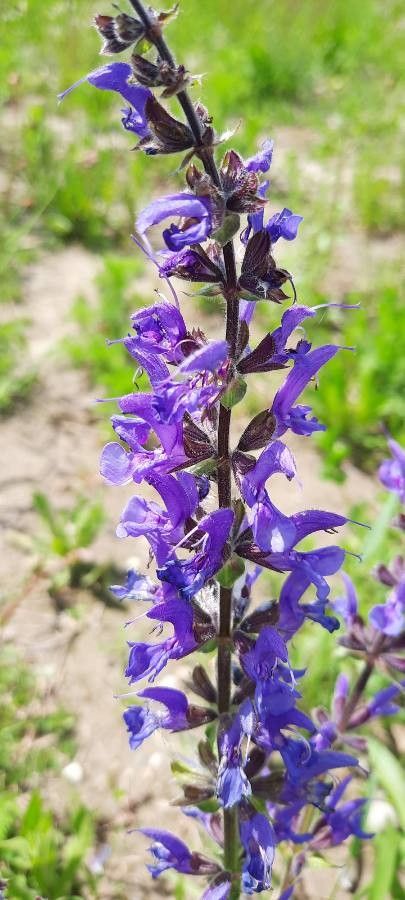Salvia de câmp (Salvia pratensis) (color mix)
