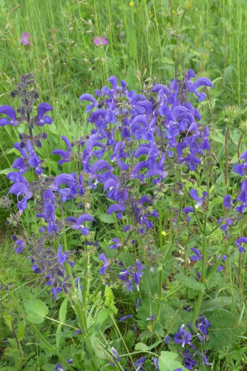 Salvia de câmp (Salvia pratensis) (color mix)