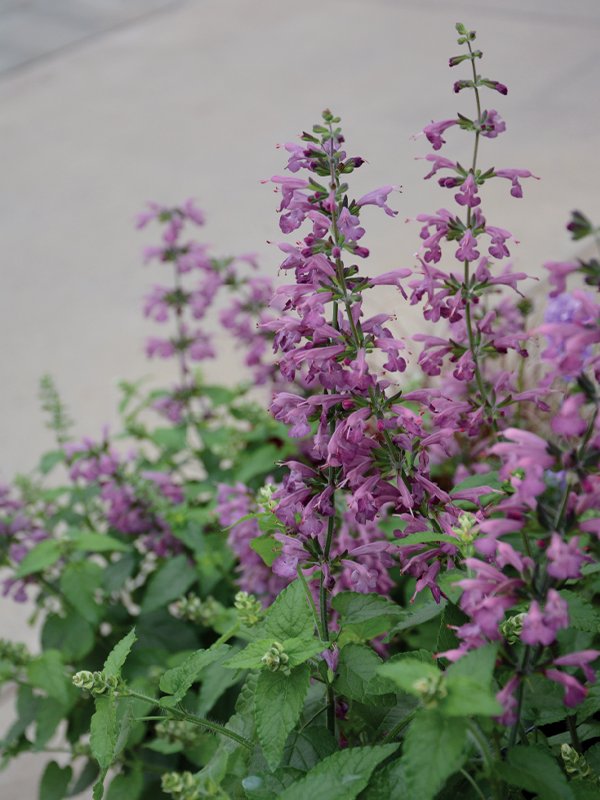 Salvia stacojie (Salvia coccinea) "Summer Jewel Lavender"