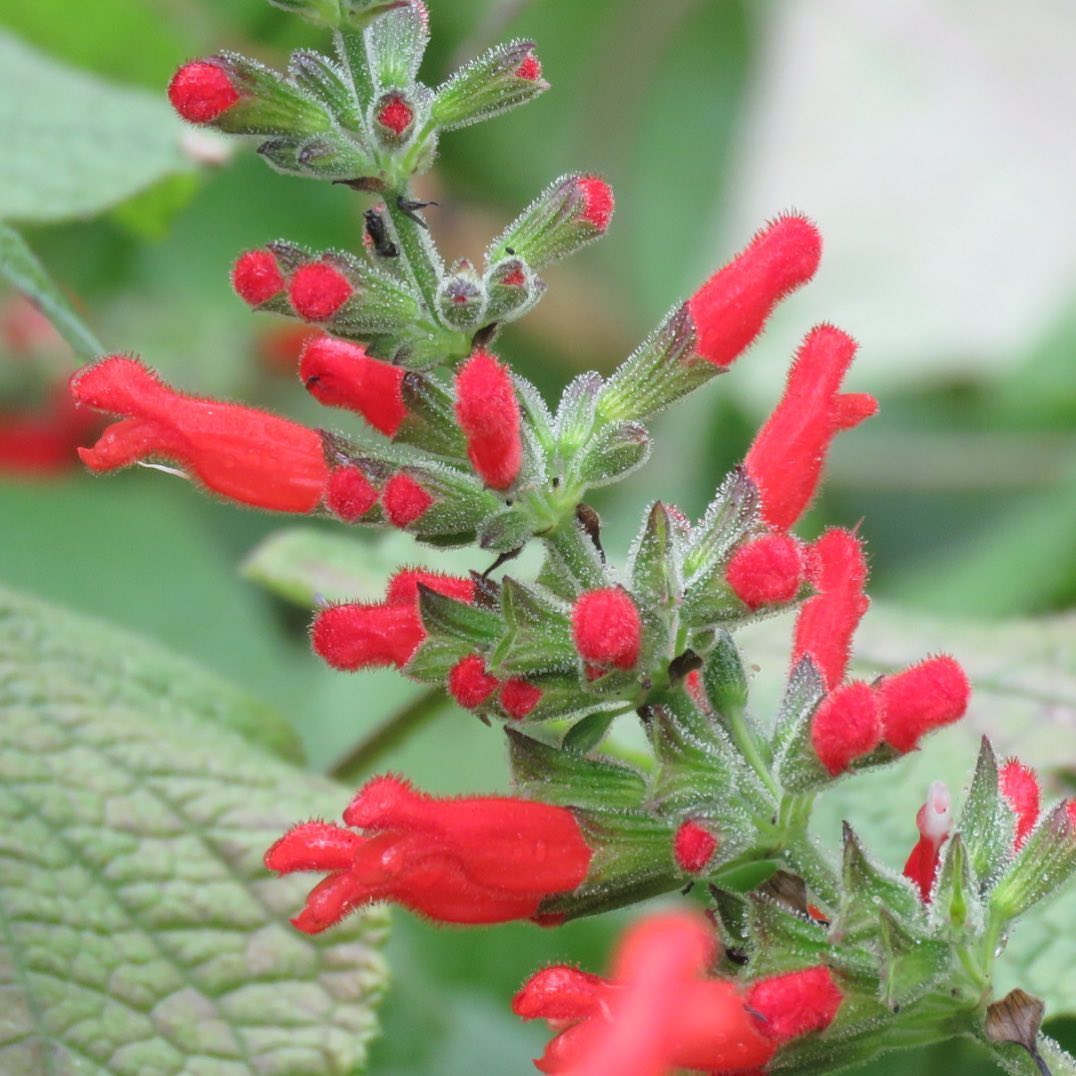 Salvia adenophora (DISPONIBIL în primăvara 2026)