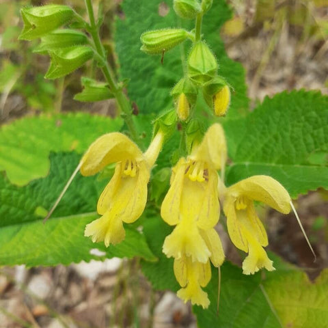 Salvia galbenă (Salvia glutinosa) (DISPONIBIL în primăvara 2026)