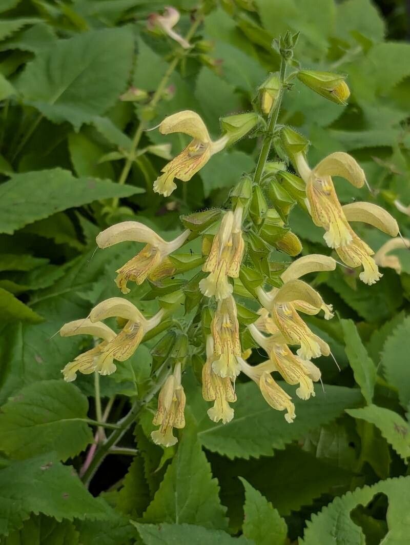 Salvia galbenă (Salvia glutinosa)