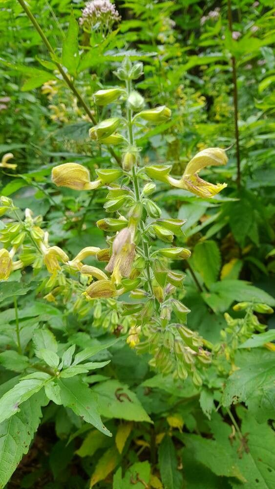 Salvia galbenă (Salvia glutinosa)