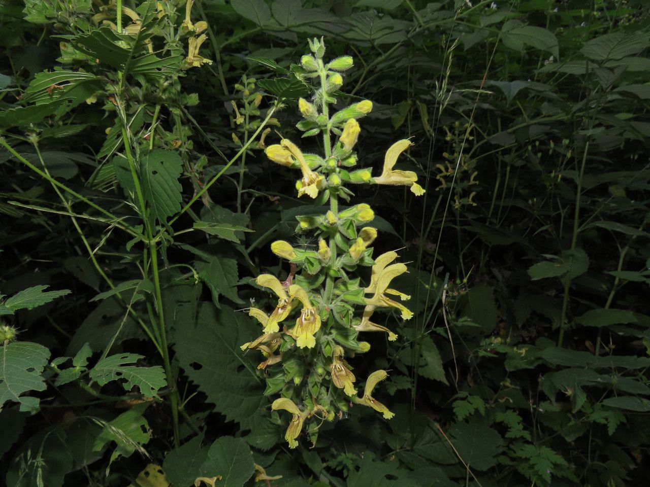 Salvia galbenă (Salvia glutinosa)