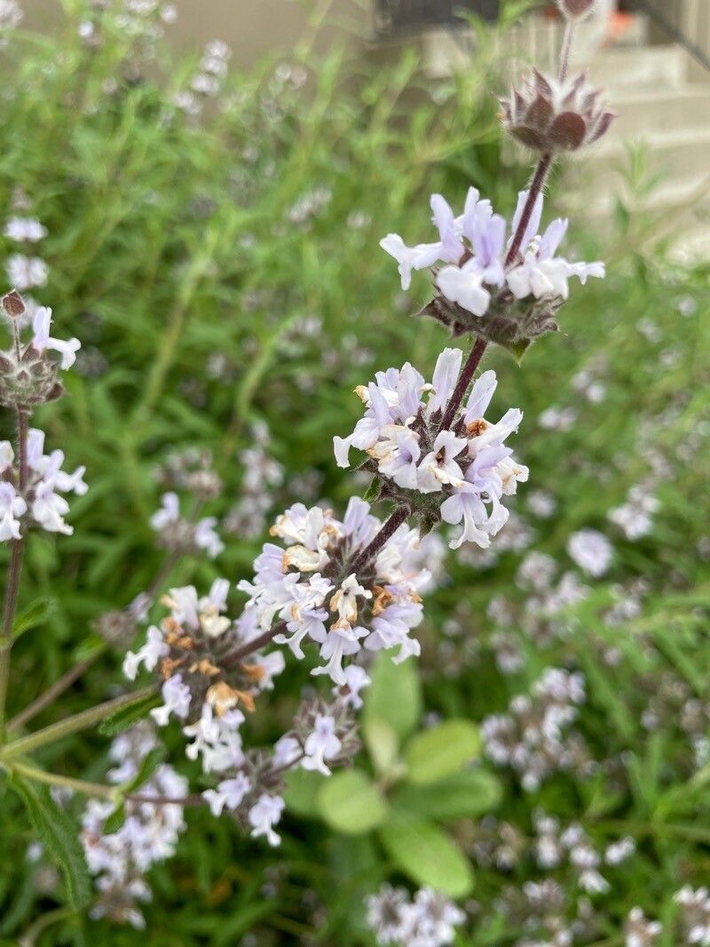 Salvia neagră (Salvia mellifera)