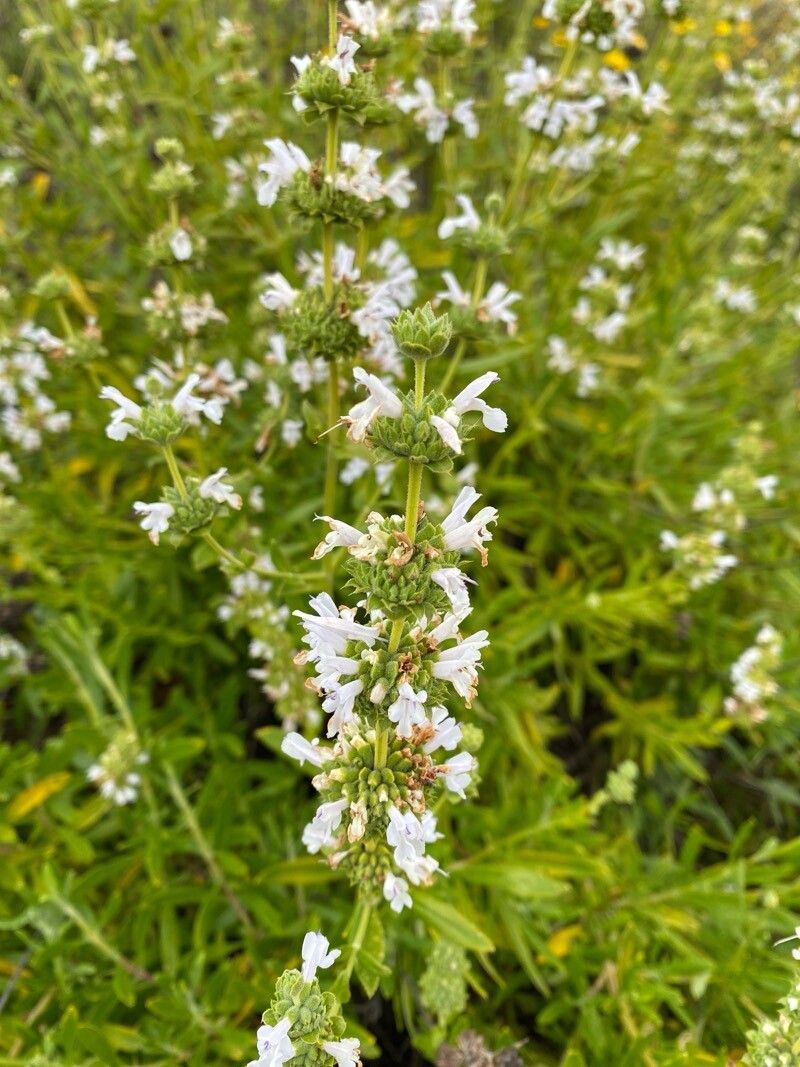Salvia neagră (Salvia mellifera)