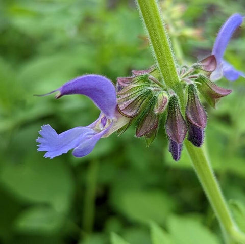 Salvia Danshen (Salvia miltiorrhiza) (DISPONIBIL în primăvara 2026)