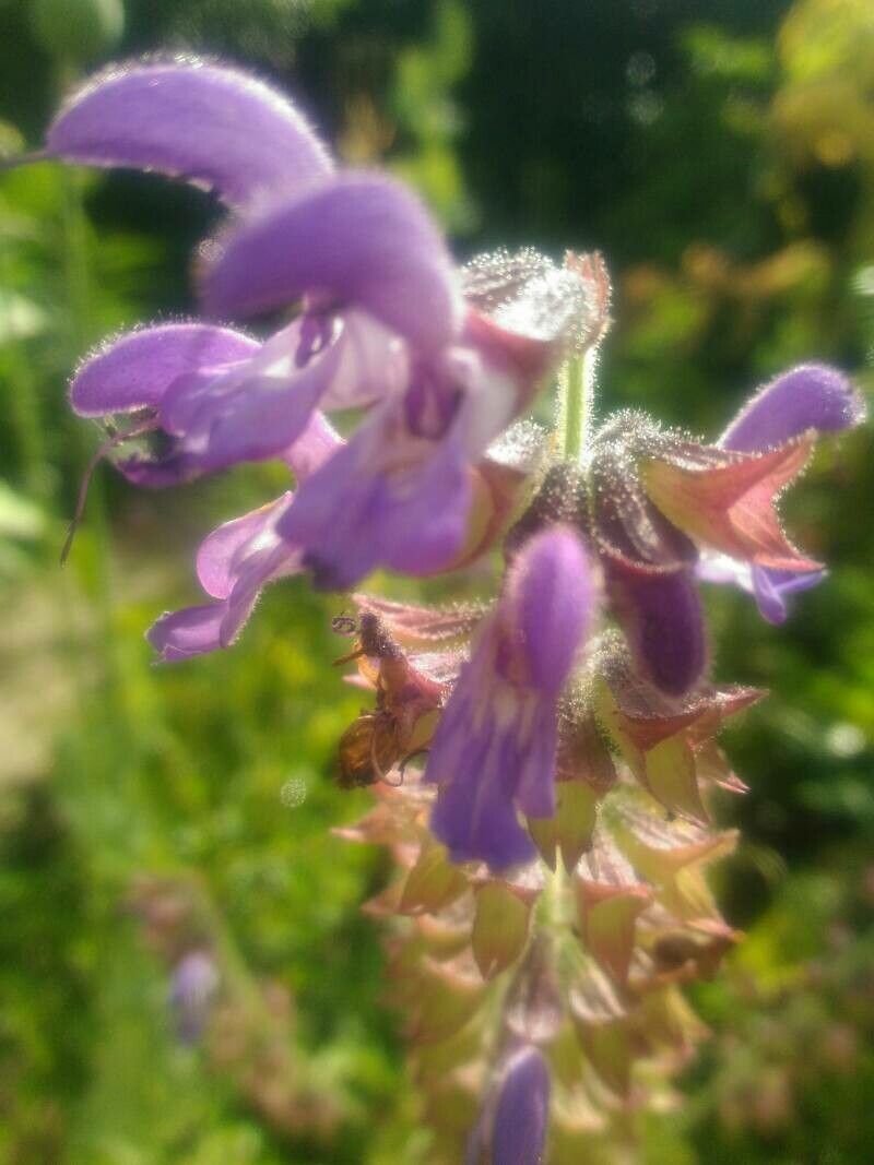 Salvia Danshen (Salvia miltiorrhiza)