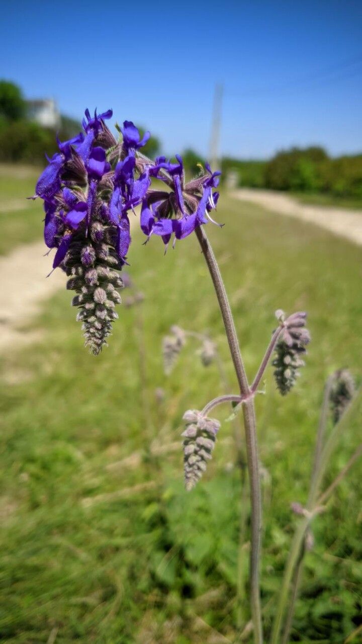 Salvia pletoasă (Salvia nutans)