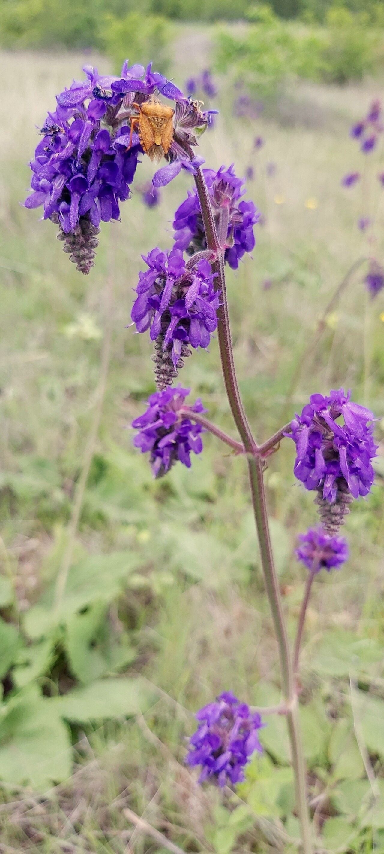 Salvia pletoasă (Salvia nutans)