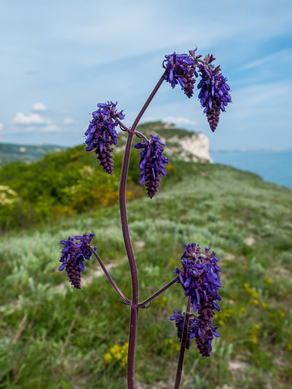 Salvia pletoasă (Salvia nutans)