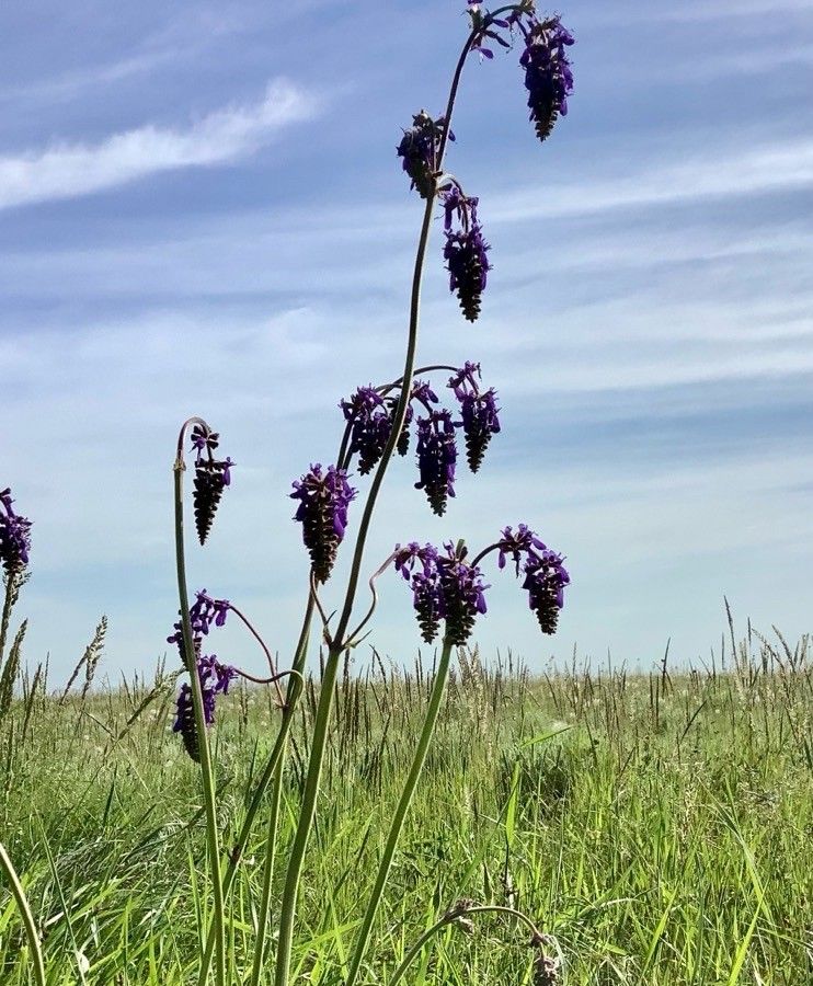 Salvia pletoasă (Salvia nutans)