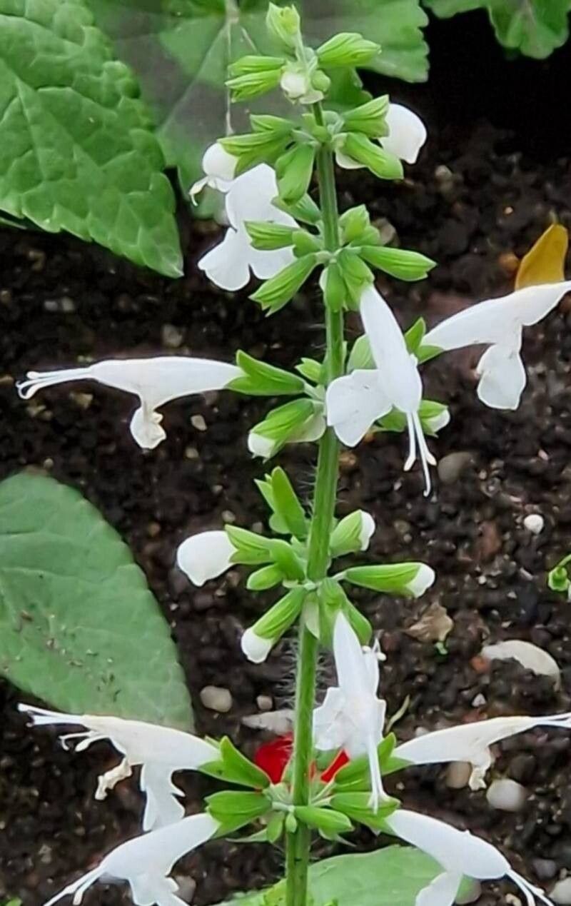 Salvia stacojie (Salvia coccinea) "Summer Jewel White"