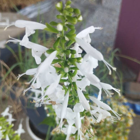 Salvia stacojie (Salvia coccinea)