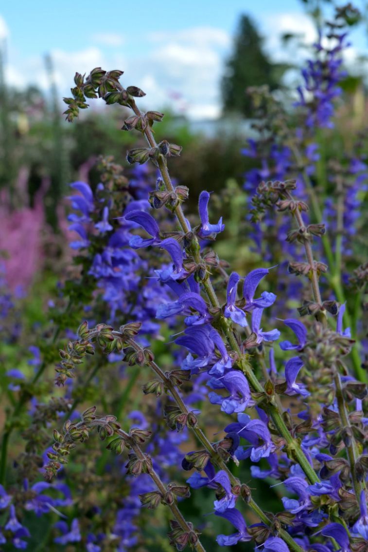 Salvia de Transilvania (Salvia transsylvanica)