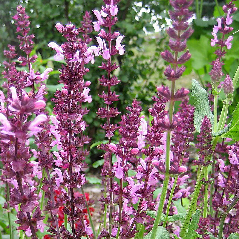 Salvia 'Rose Queen' (Salvia x superba)