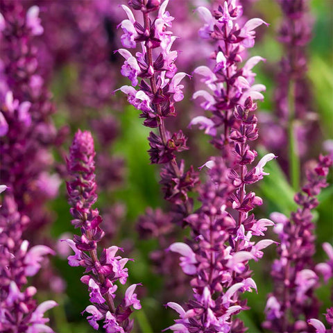 Salvia 'Rose Queen' (Salvia x superba)