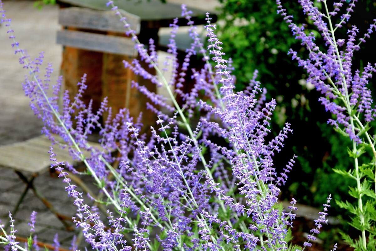 Salvia rusească (Salvia yangii, syn. Perovskia atriplicifolia)