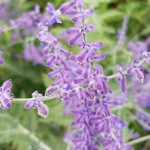 Salvia rusească (Salvia yangii, syn. Perovskia atriplicifolia)