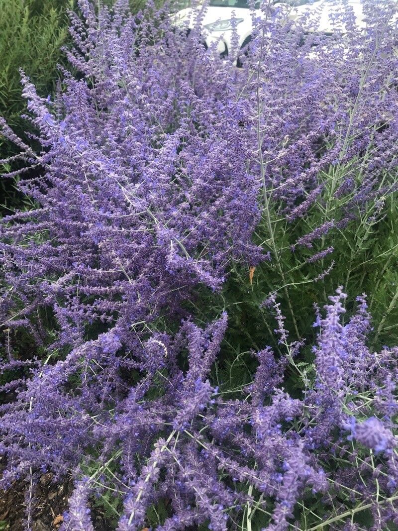 Salvia rusească (Salvia yangii, syn. Perovskia atriplicifolia)