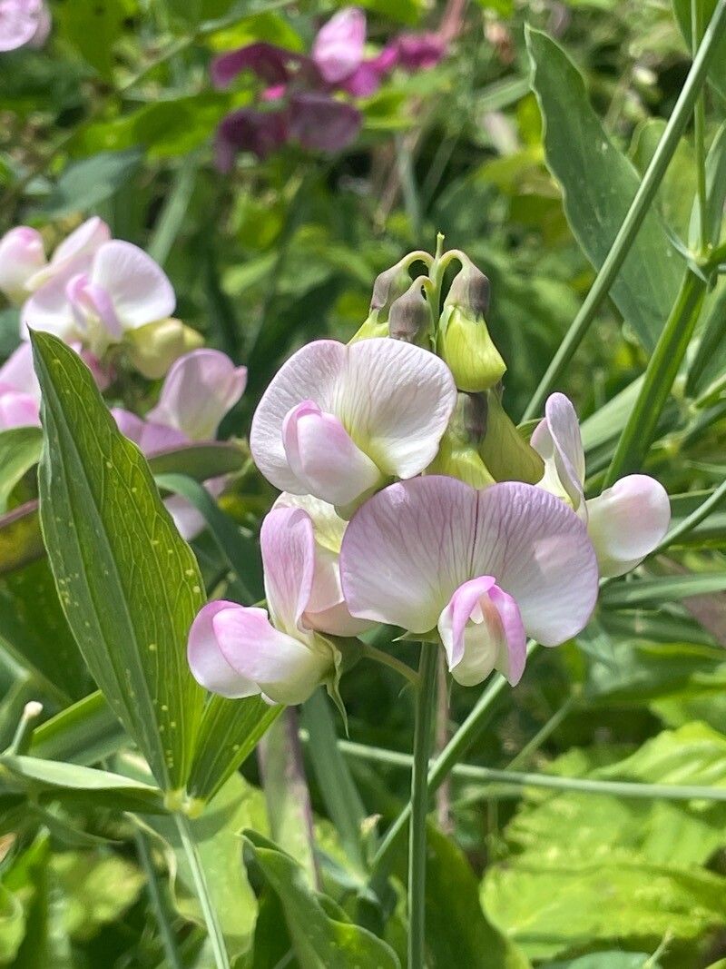 Sângele voinicului / Măzăriche perenă (Lathyrus latifolius)