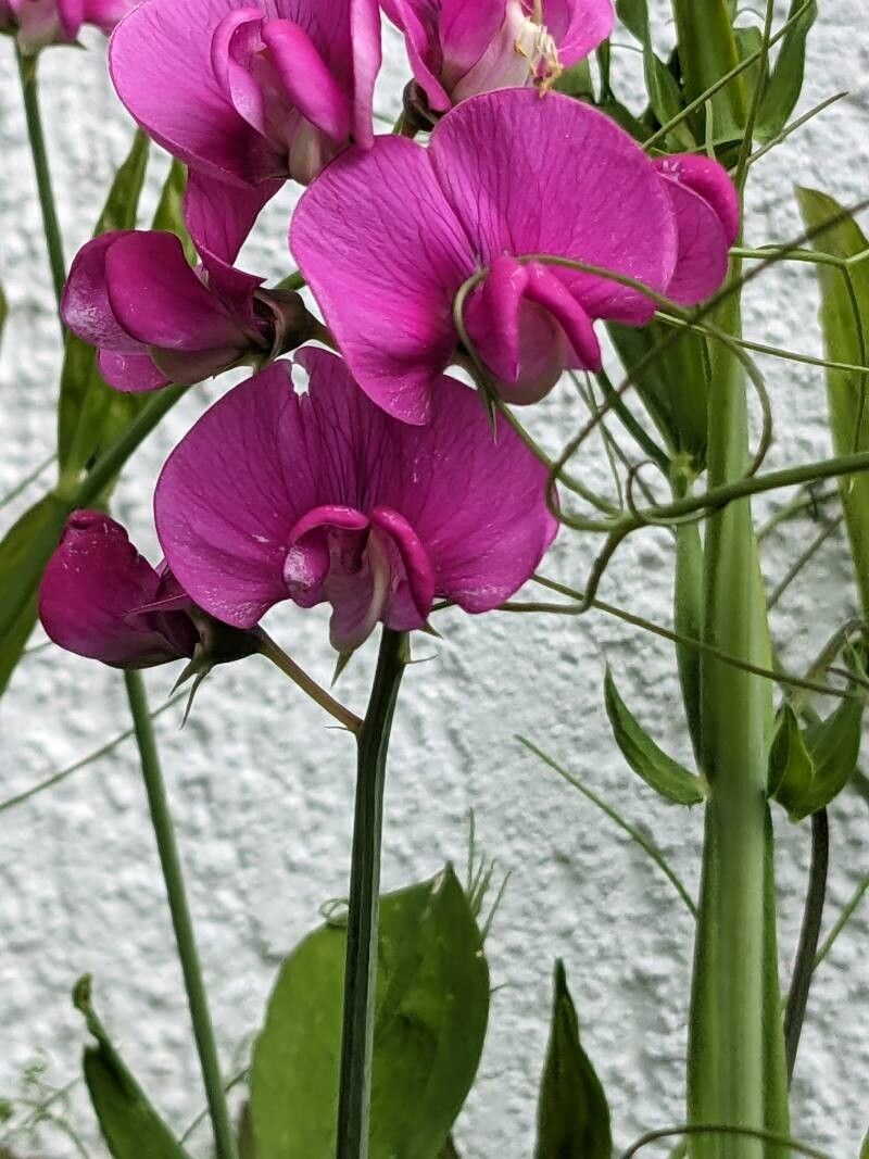 Sângele voinicului / Măzăriche perenă (Lathyrus latifolius)
