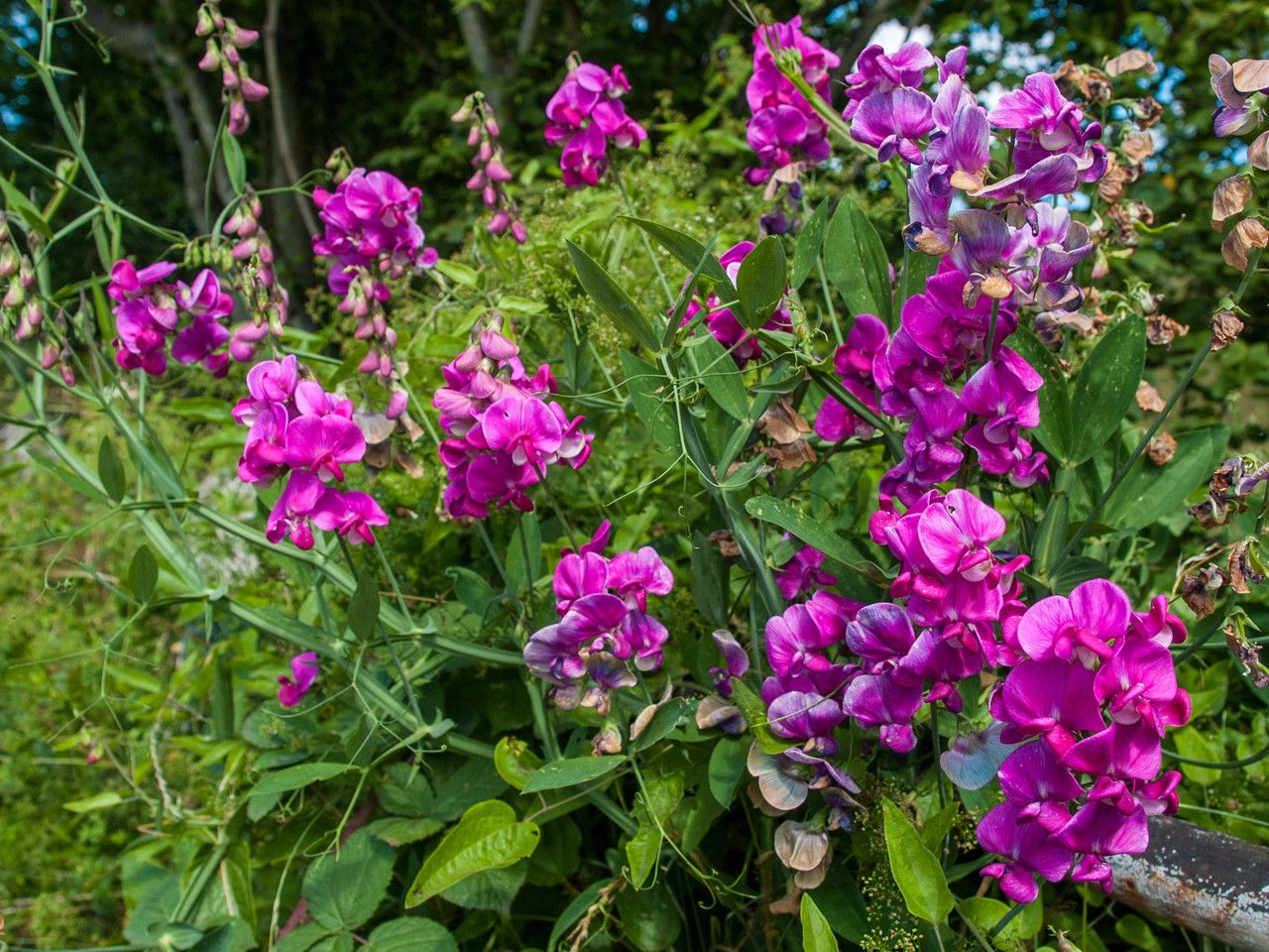 Sângele voinicului / Măzăriche perenă (Lathyrus latifolius)