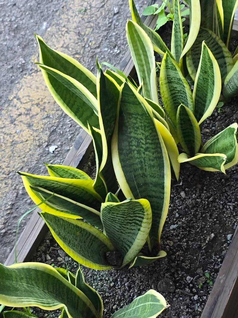 Limba soacrei variegată (Sansevieria trifasciata)