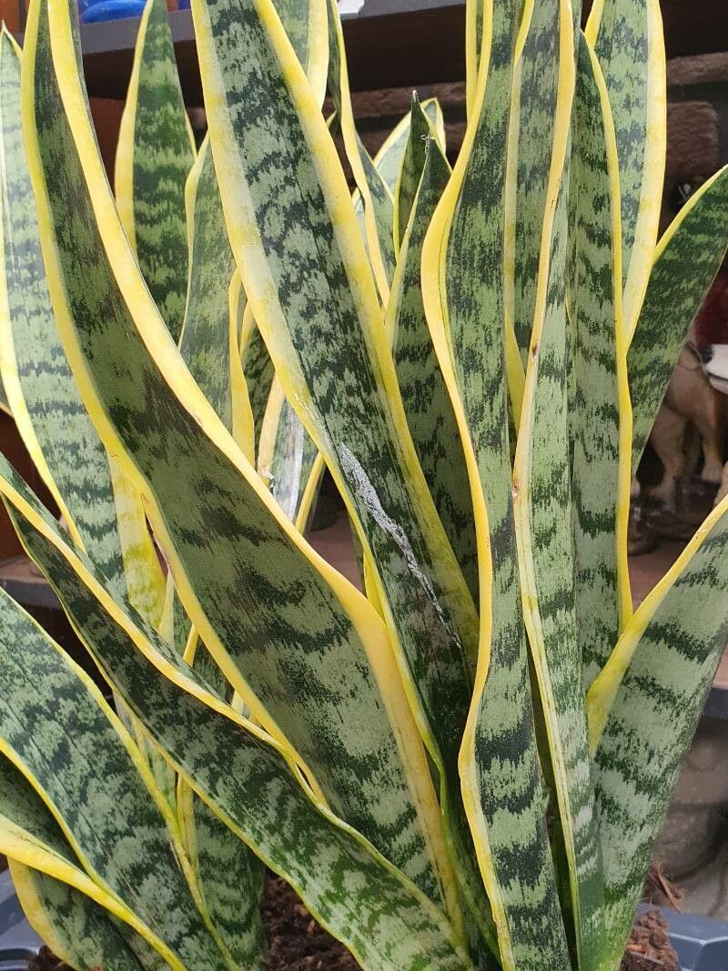 Limba soacrei variegată (Sansevieria trifasciata)
