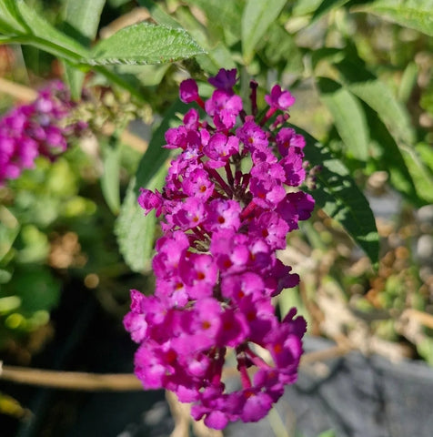 Liliac de vară purpuriu (Budleja davidii)