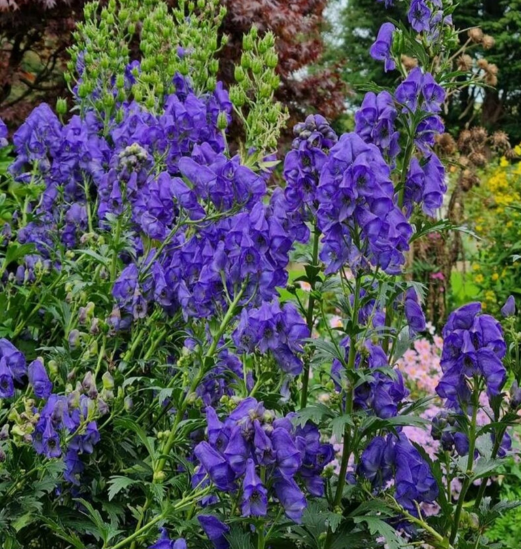 Omag / Nap-lupesc (Aconitum carmichaelli)
