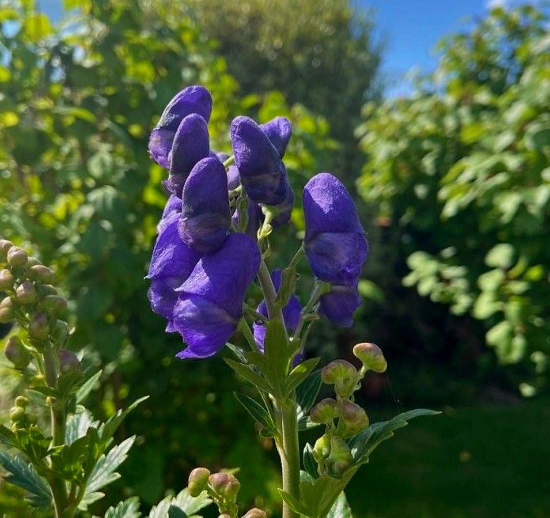 Omag / Nap-lupesc (Aconitum carmichaelli)