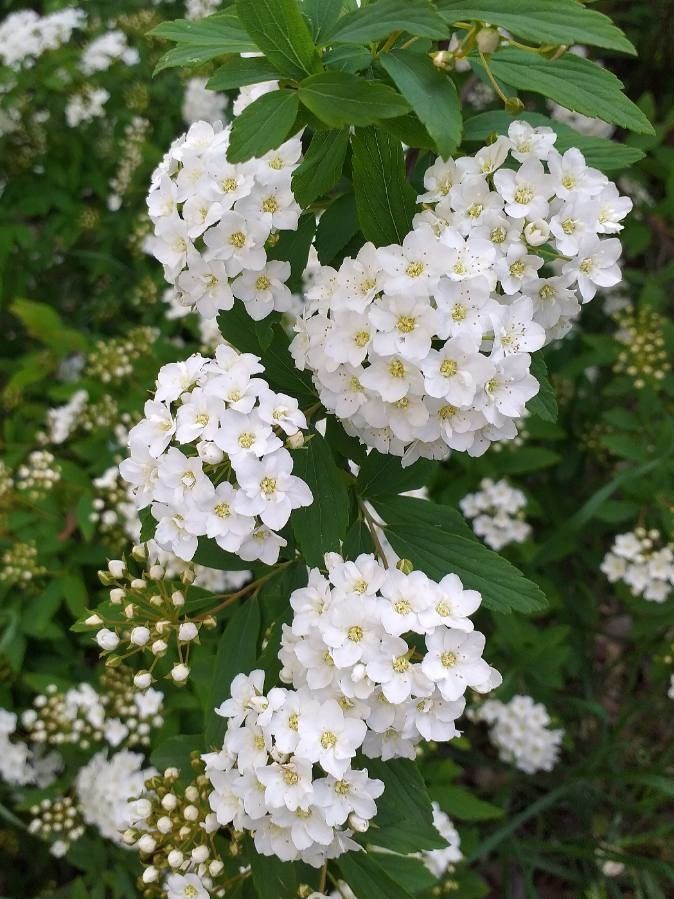 Cununiță / Floarea miresei (Spiraea × vanhouttei)