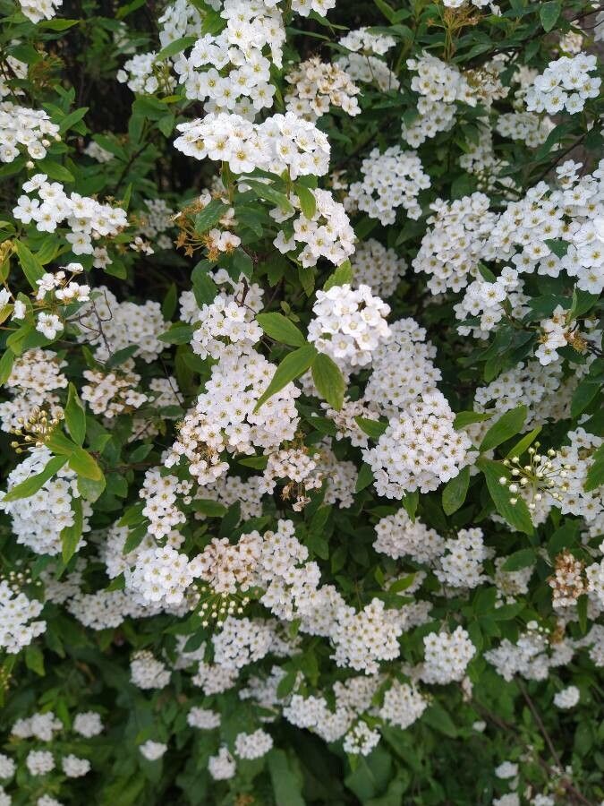 Cununiță / Floarea miresei (Spiraea × vanhouttei)