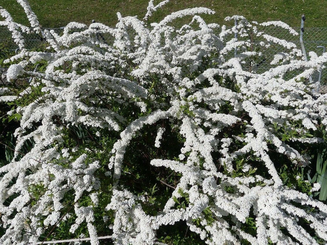 Cununiță / Floarea miresei (Spiraea × vanhouttei)