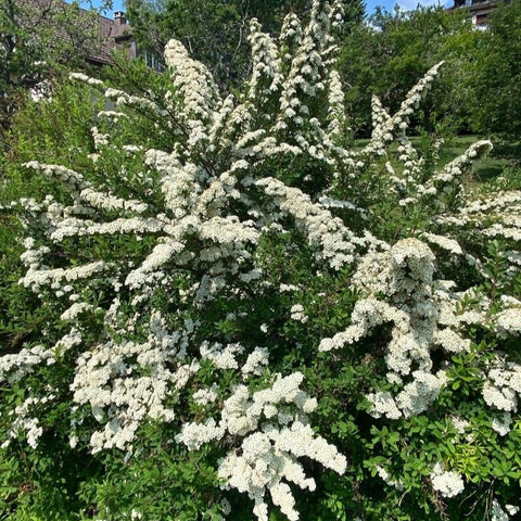 Cununiță / Floarea miresei (Spiraea × vanhouttei)