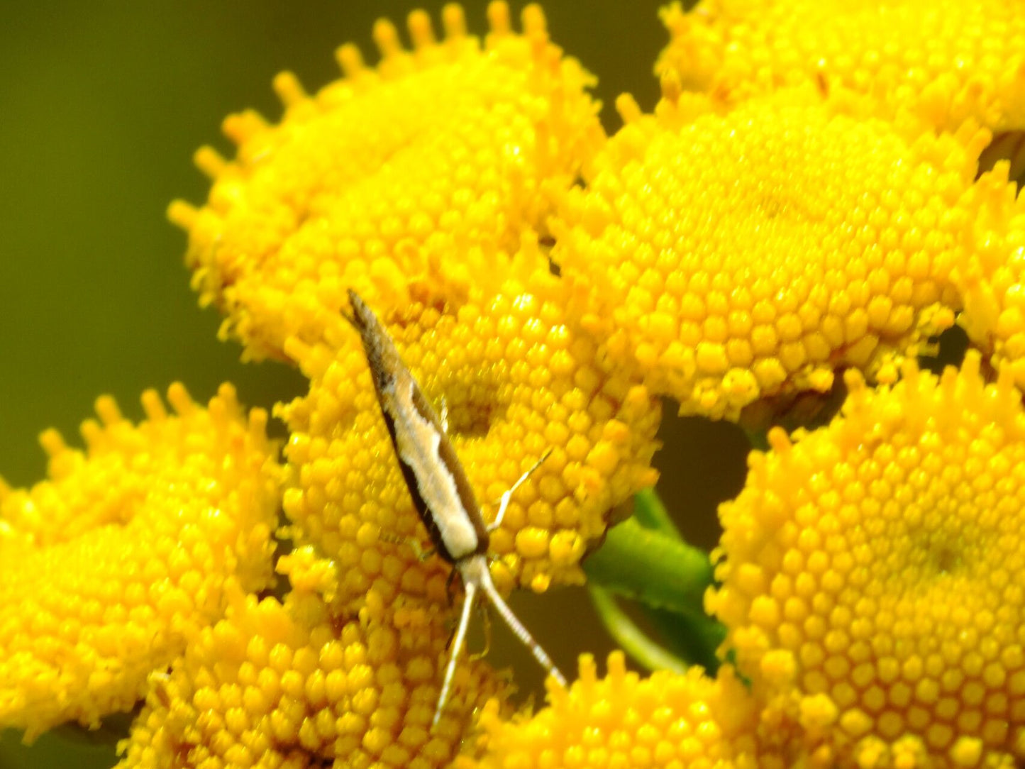 Vetricea (Tanacetum vulgare)