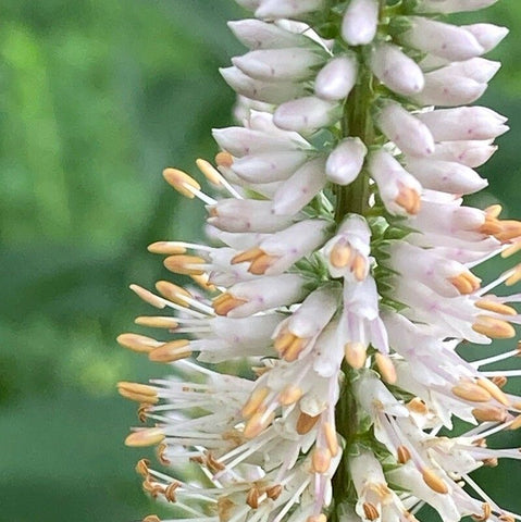 Candelă de grădină (Veronicastrum virginicum)