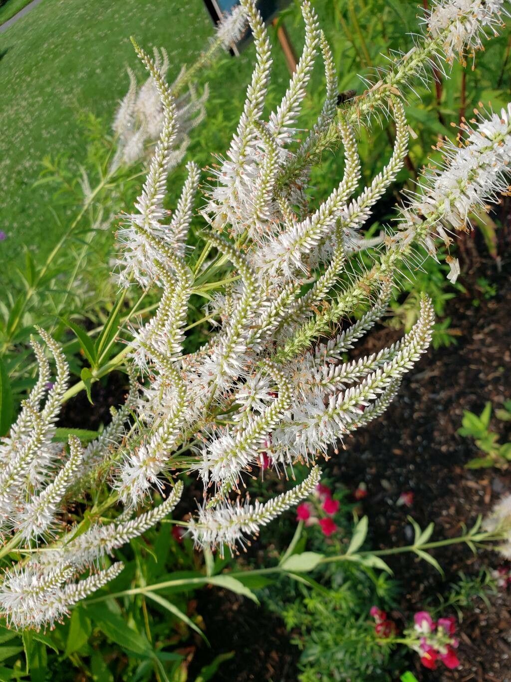 Candelă de grădină (Veronicastrum virginicum)
