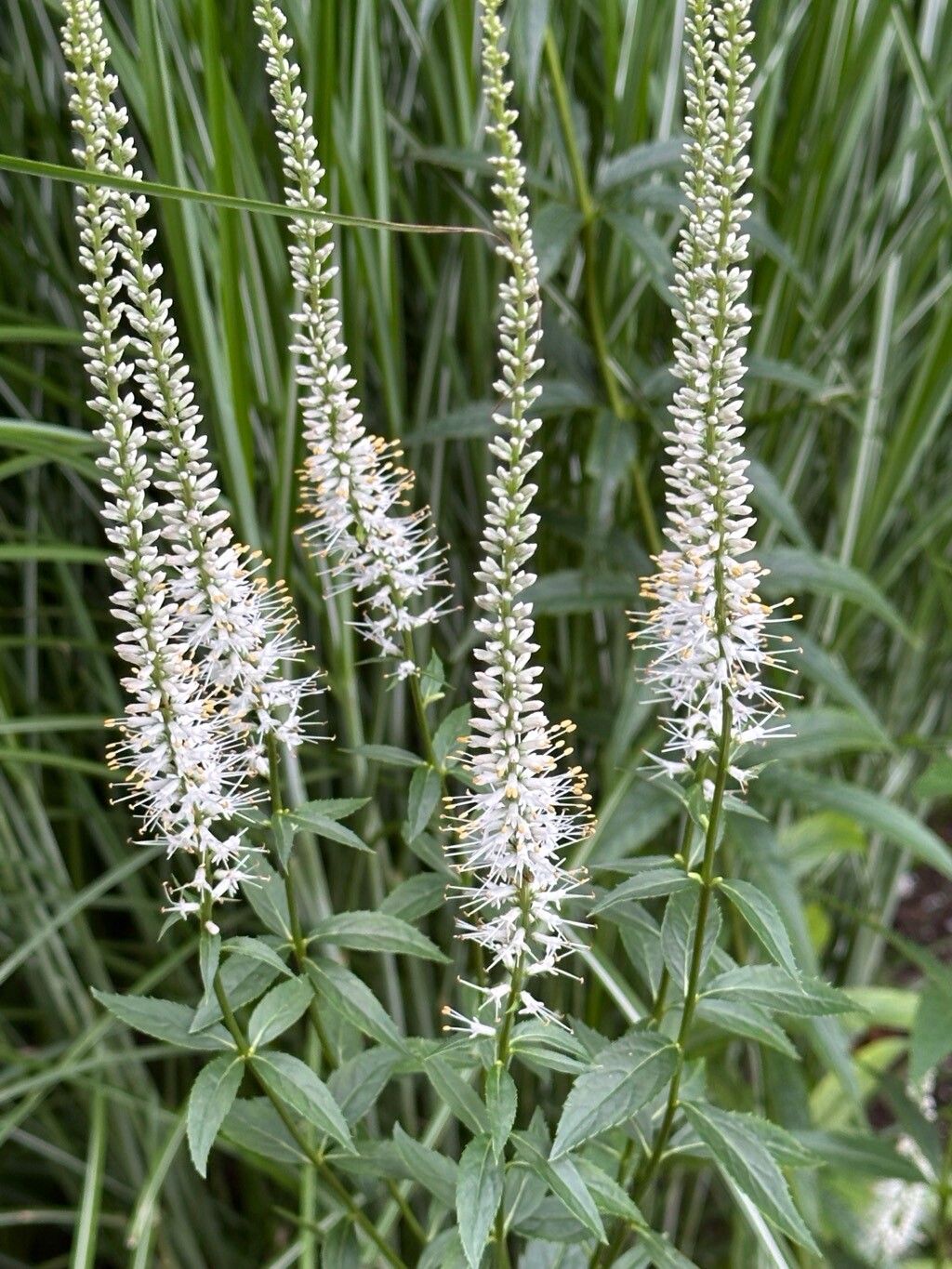 Candelă de grădină (Veronicastrum virginicum)
